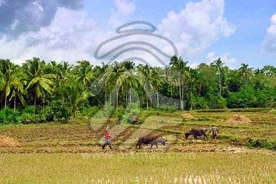 Click image for larger version
Name: asian-farmers-ploughing-rice-field-with-water-buffalo.jpg
Views: 65
Size: 26.2 KB
ID: 77